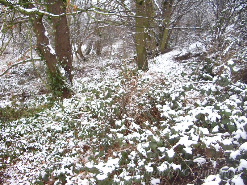 Secluded woodland, Snow, Blackheath IMGP7560.JPG